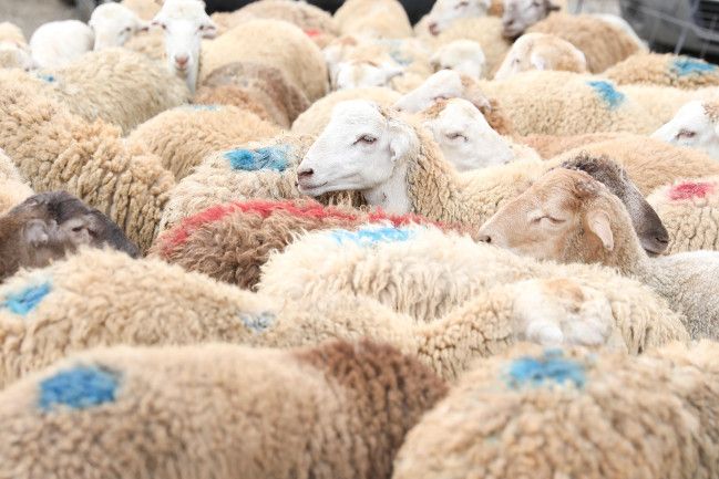 Qurbanlıq heyvan kəsməyib onun dəyərində pul yardımı etmək olar? –  AÇIQLAMA