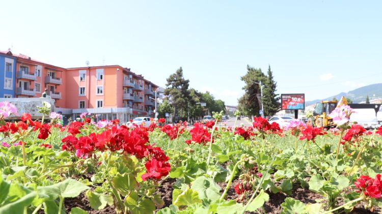 Xankəndidə iqlim şəraitinə uyğun güllər əkilir – FOTO