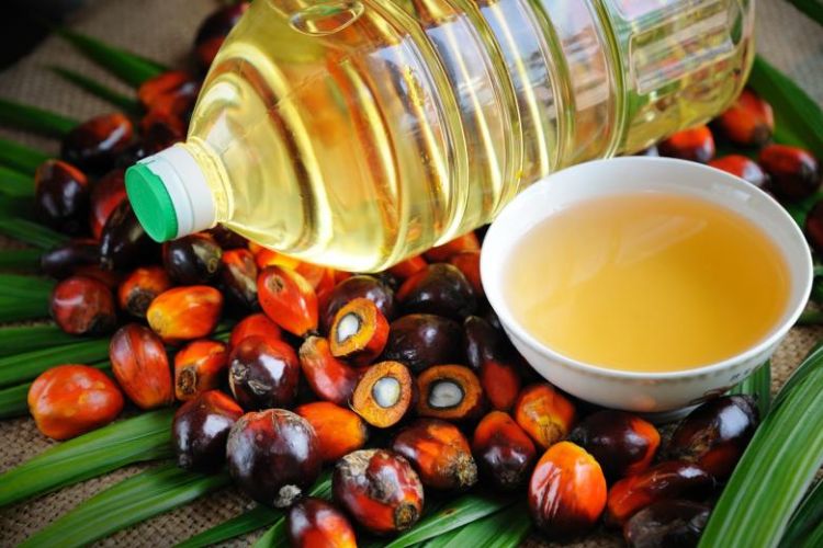 Bioloq palma yağının bəzi faydalarından danışıb