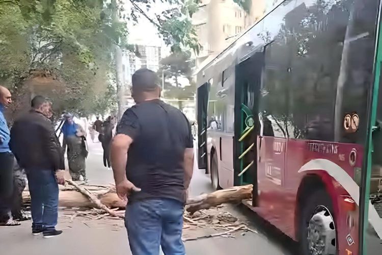 Bakıda ağac avtobusun üzərinə aşdı - VİDEO 