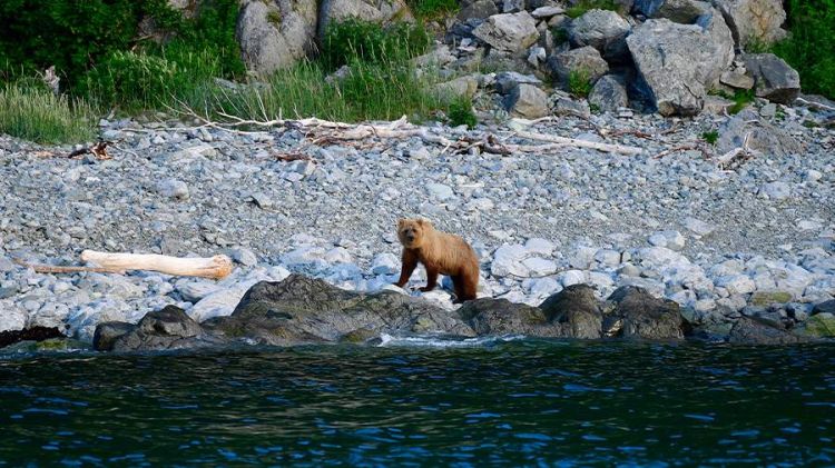 Rusiyada ayının turistə hücumundan sonra cinayət işi açılıb