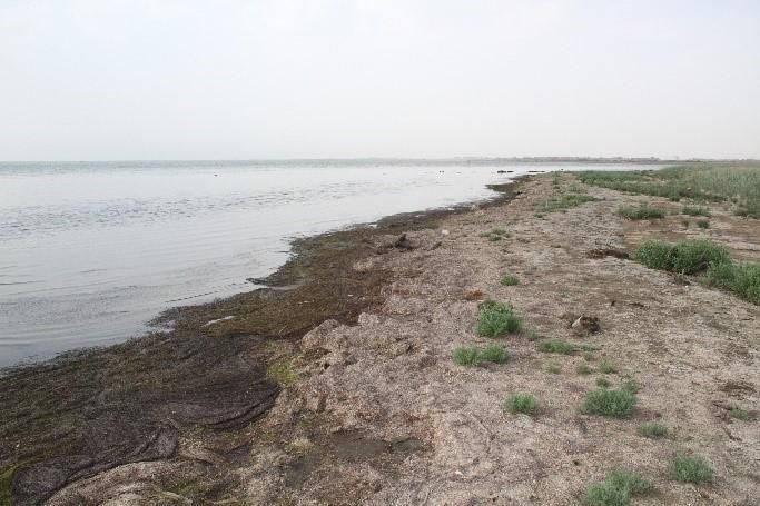 Xəzərin Qoltuq körfəzində dəniz 1,5–2 km geri çəkilib