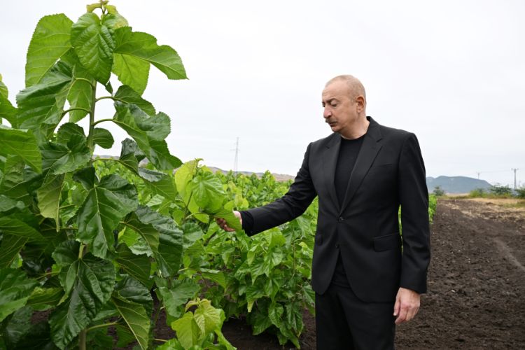 Prezident İlham Əliyev Xocalının Daşbulaq kəndində tut bağında görülmüş işlərlə tanış olub Prezident İlham Əliyev Xocalının Daşbulaq kəndində tut bağında görülmüş işlərlə tanış olub