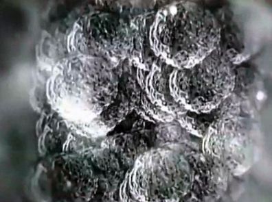 Herpes hər kəs üçün təhlükəli deyil
