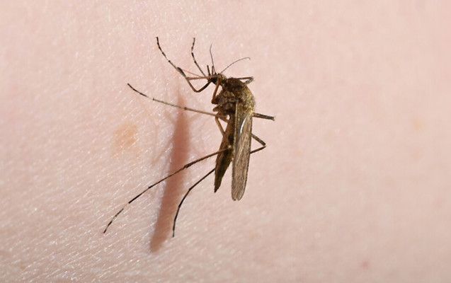 Çində çikunqunya virusuna 3 mindən çox yeni yoluxma qeydə alınıb Çində çikunqunya virusuna 3 mindən çox yeni yoluxma qeydə alınıb