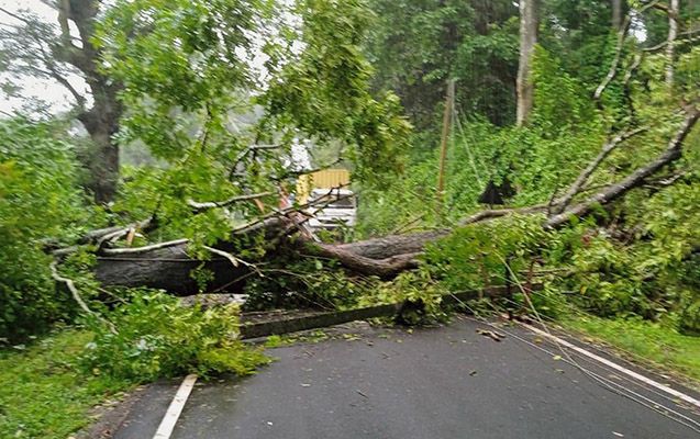 Bakıda üç nəfərin üzərinə çinar ağacı aşıb