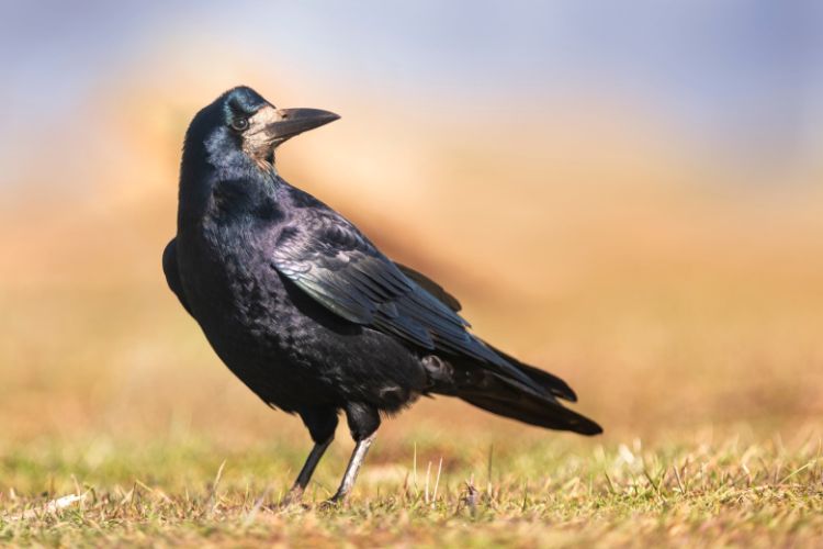 Moskvalılara qarğaları bəsləməmək tövsiyə olunub