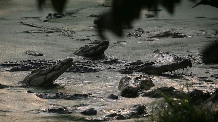 İndoneziyada timsah plantasiya işçisini çaya sürükləyib İndoneziyada timsah plantasiya işçisini çaya sürükləyib
