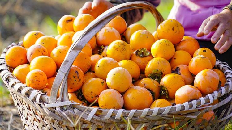 Gündə nə qədər xurma yemək olar? - Dietoloq AÇIQLADI