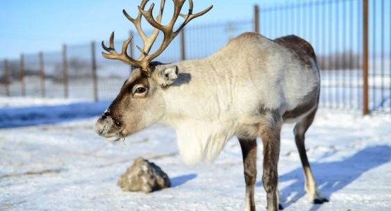 Şotlandiyada maral sürüsü yolu bağladı - VİDEO