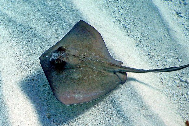 Çayda 300 kiloqram ağırlığında nəhəng balıq tutulub