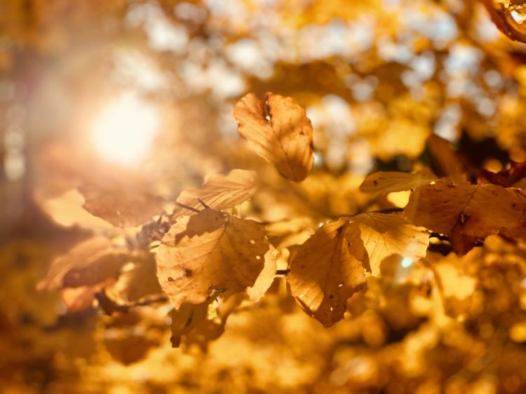 Sabah 21 dərəcə isti olacaq - HAVA PROQNOZU