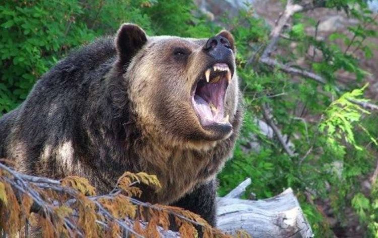 Kəlbəcərdə ayı hücumu: İki heyvanı parçaladı