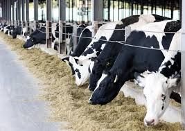 Gürcü çobanlar niderlandlı fermerin inəklərini satdılar - 11 ilə qədər həbs cəzası alacaqlar