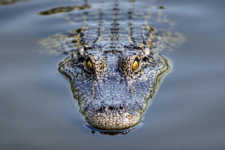 Təhlükəli yırtıcı istirahət edən yaşlı kişini parçaladı