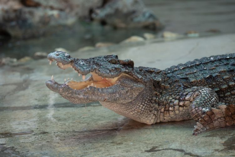 İsraildə yüzlərlə timsah terror təhlükəsi səbəbindən öldürülüb