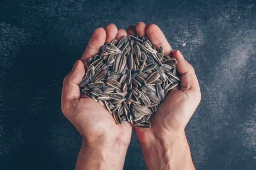 Hər gün tum çırtlamaq dişləri korlayır