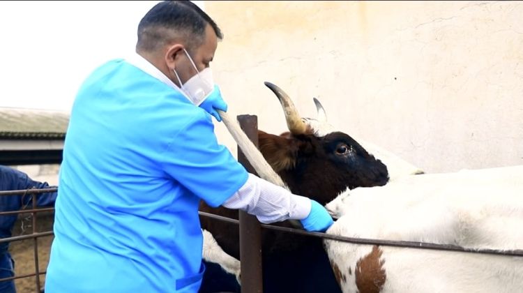 Azərbaycanda dabaq xəstəliyinə qarşı əlavə peyvənd vasitələri alınıb