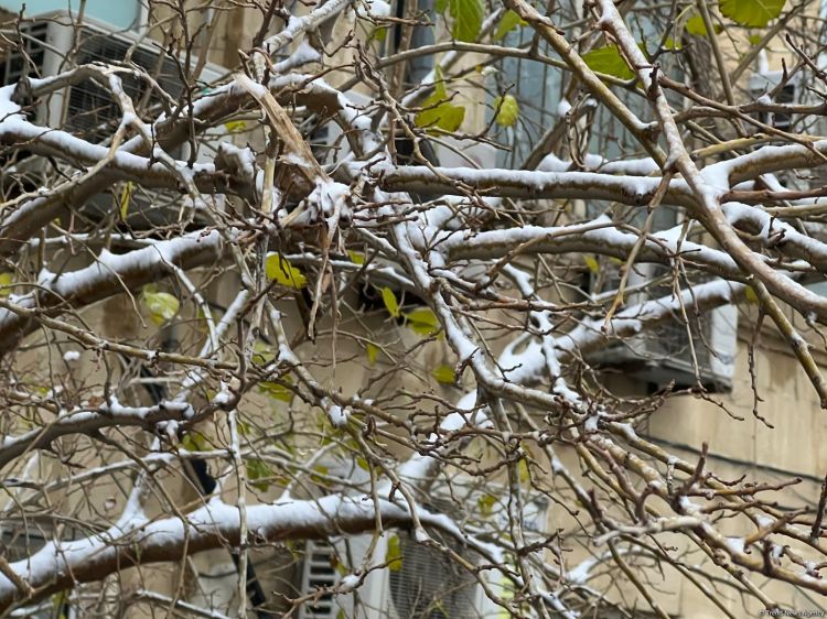 Bakıda sulu qar yağacaq - XƏBƏRDARLIQ