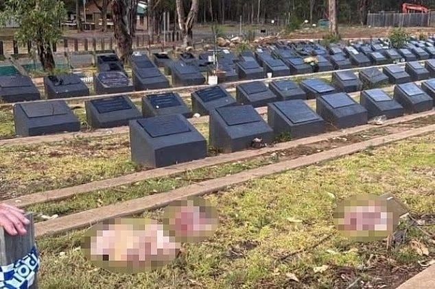 Sidneydəki müsəlman qəbiristanlığında donuz başları atılıb