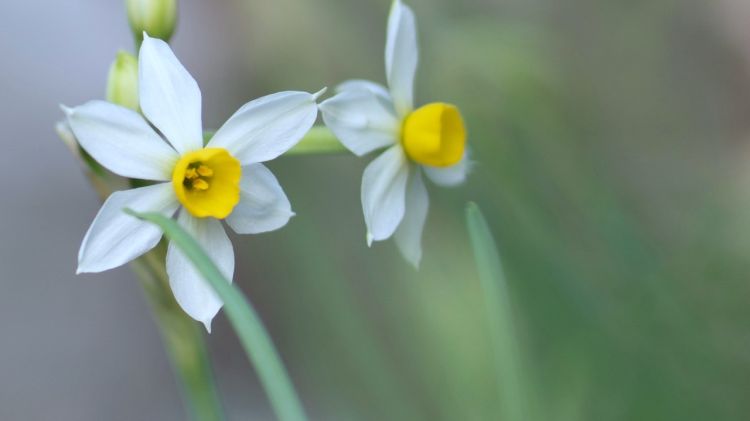 Sabah hava yağmursuz olacaq -  PROQNOZ