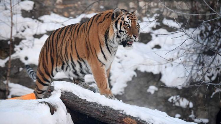 Xabarovsk diyarında baş verən yol qəzasında Amur pələngi ölüb