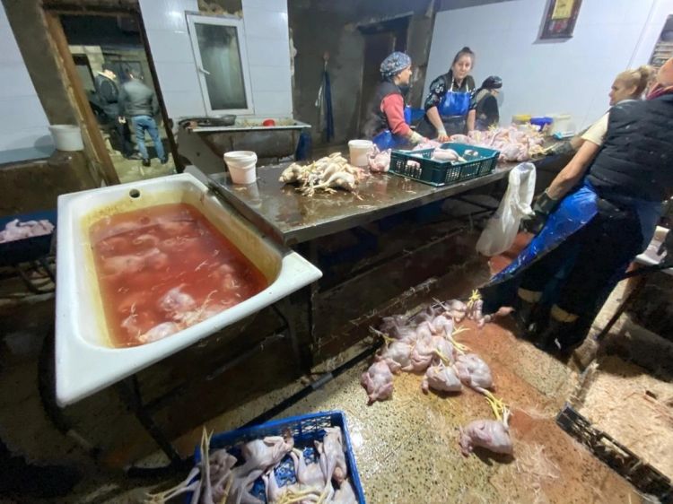 Rənglənib "kənd çolpası" adı ilə satılan toyuqlara vurulan maddələr məlum oldu - FOTO