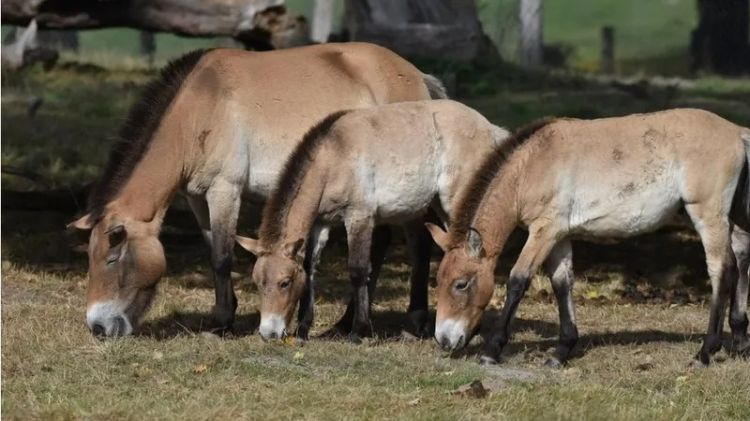 Almatı zooparkı 2026-cı ilin simvolunu təqdim edir - VİDEO