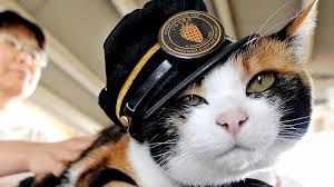 Yaponiyada pişik dəmiryolu stansiyasının rəisi oldu - VİDEO