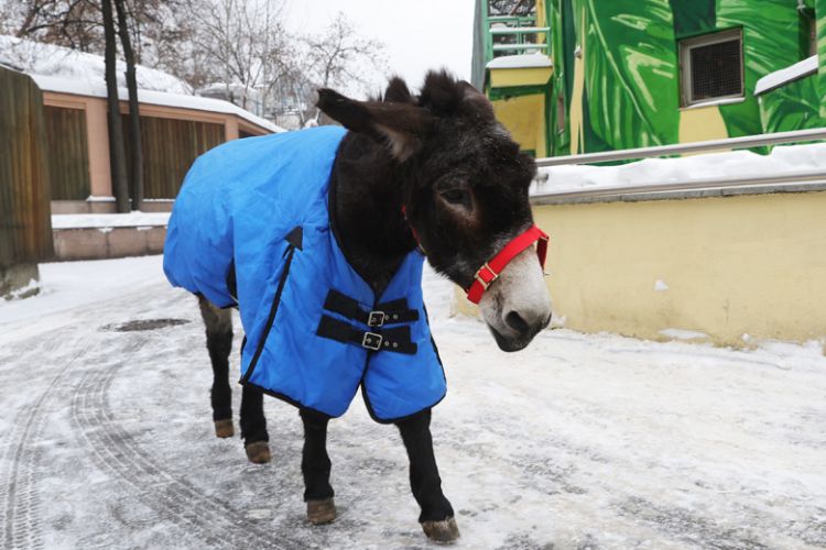 Ukraynada gedən müharibədə rusiyalı əsgərlərə kömək edən "Jorik" geri qayıtdı - VİDEO