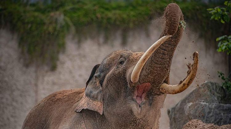 Hindistanda aqressiv fil 22 nəfəri öldürdü