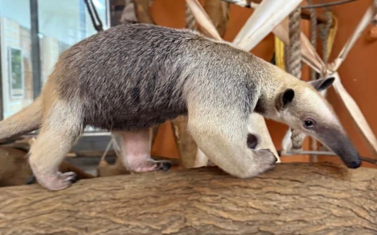 Cənubi Amerikadan nadir heyvanlar Almatı Zooparkında məskunlaşıb