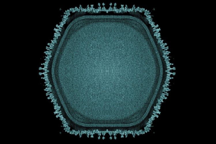 Yaponiyada bir çox sirləri açacaq nəhəng virus kəşf edilib