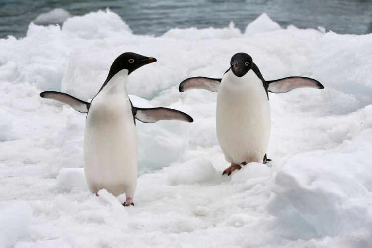 Avstraliya sahillərindəki pinqvinlərdə quş qripi aşkarlanıb