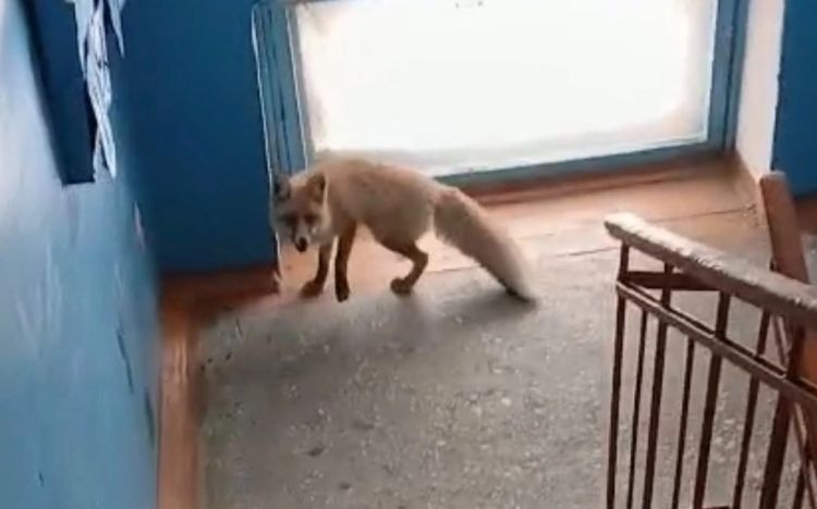 Tülkü çoxmərtəbəli binanın girişinə girdi - VİDEO