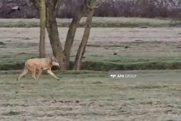 Lənkəran və Masallıda canavarlar kəndlərə hücum edib