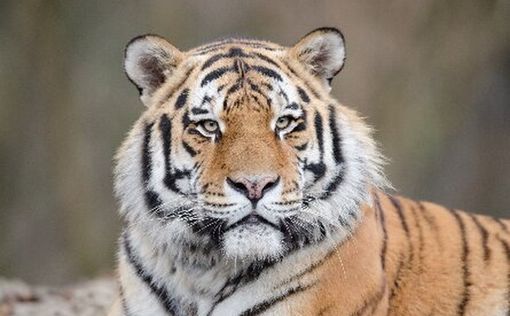 Taylandda it taunundan 72 pələng ölüb