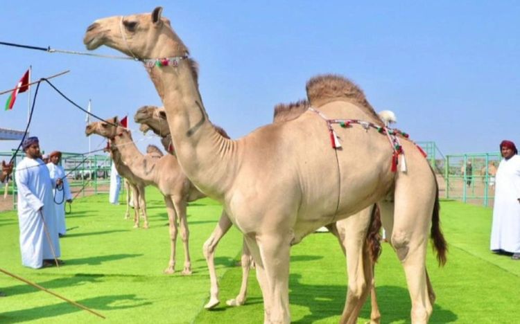 Omanda keçirilən gözəllik müsabiqəsində 20 dəvə iştirakdan məhrum edilib