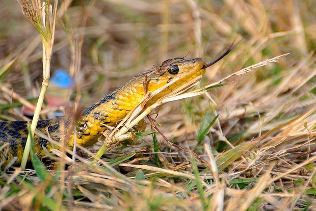 Çılpaq kişi əlində onu sancan ilanla xəstəxanaya gəldi