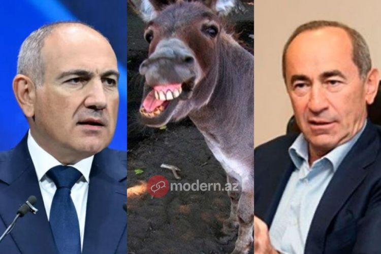 Paşinyandan Koçaryana təklif: Eşşək kimi anqır