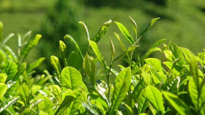 Aprelin ilk günü 25 dərəcə  İSTİ OLACAQ