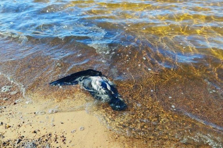 Finlandiya körfəzində neft izləri aşkar edilib