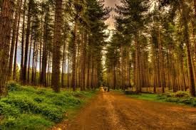 Britaniya ağacların artırılmasında qeyri-adi üsuldan istifadə edəcək