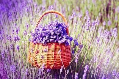 Saçınıza lavanda ilə qulluq etsəniz nə baş verir?