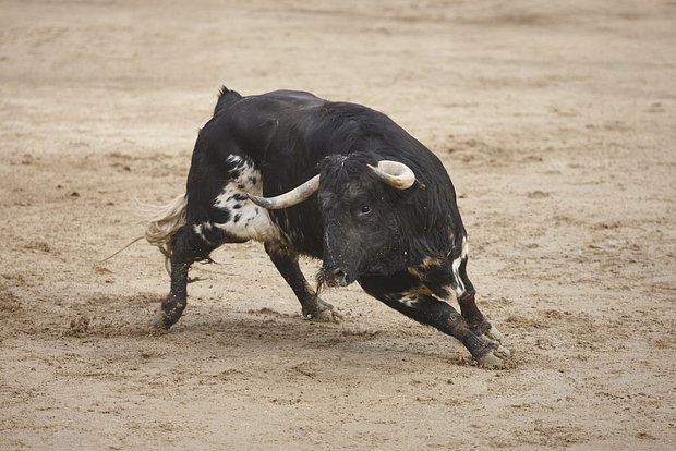 İspaniyada öküz təcrübəli matadoru öldürüb