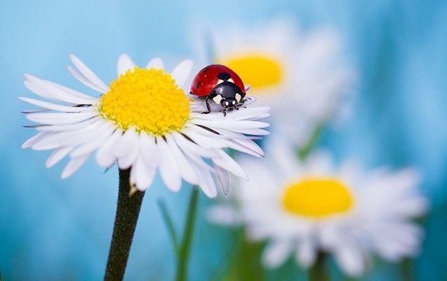 Bakıda 16 dərəcə isti olacaq -  PROQNOZ