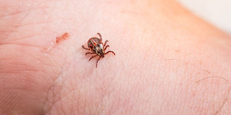 İki məktəbli gənə sancmasından komaya düşdü