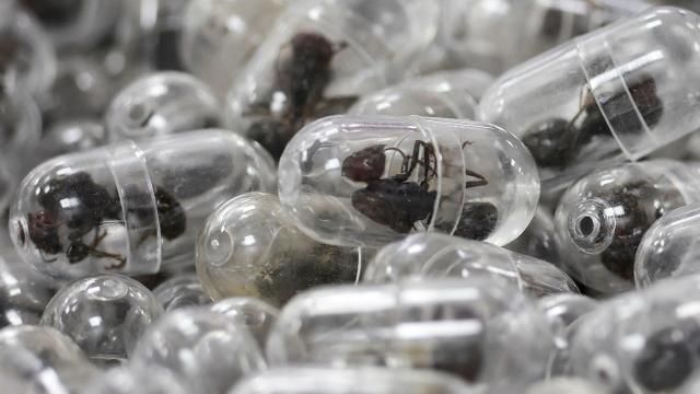 Çamadanından 2200 qarışqa tapıldı