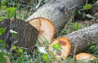 Nərimanovda ağacların kəsilməsi ilə bağlı rəsmi açıqlama