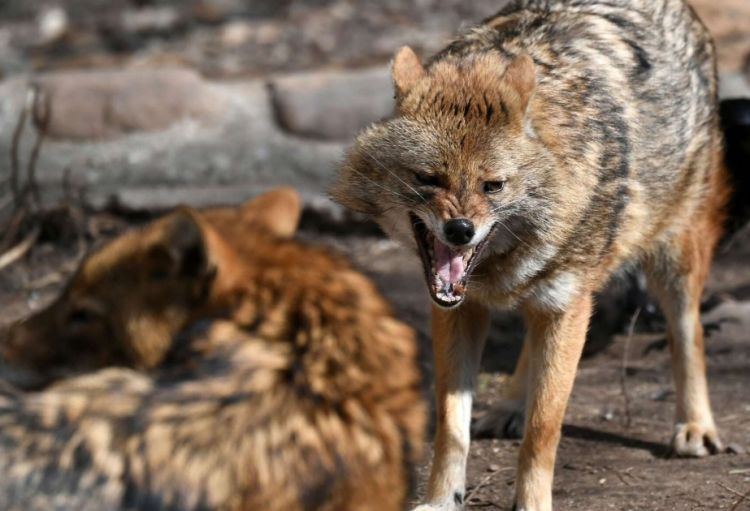 Ucarda çaqqal insanlara hücum edib - xəsarət alanlar var